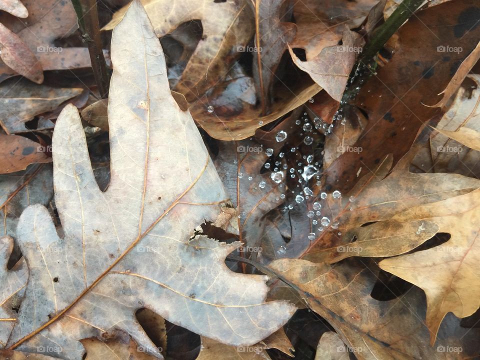 Tiny web on the forest floor