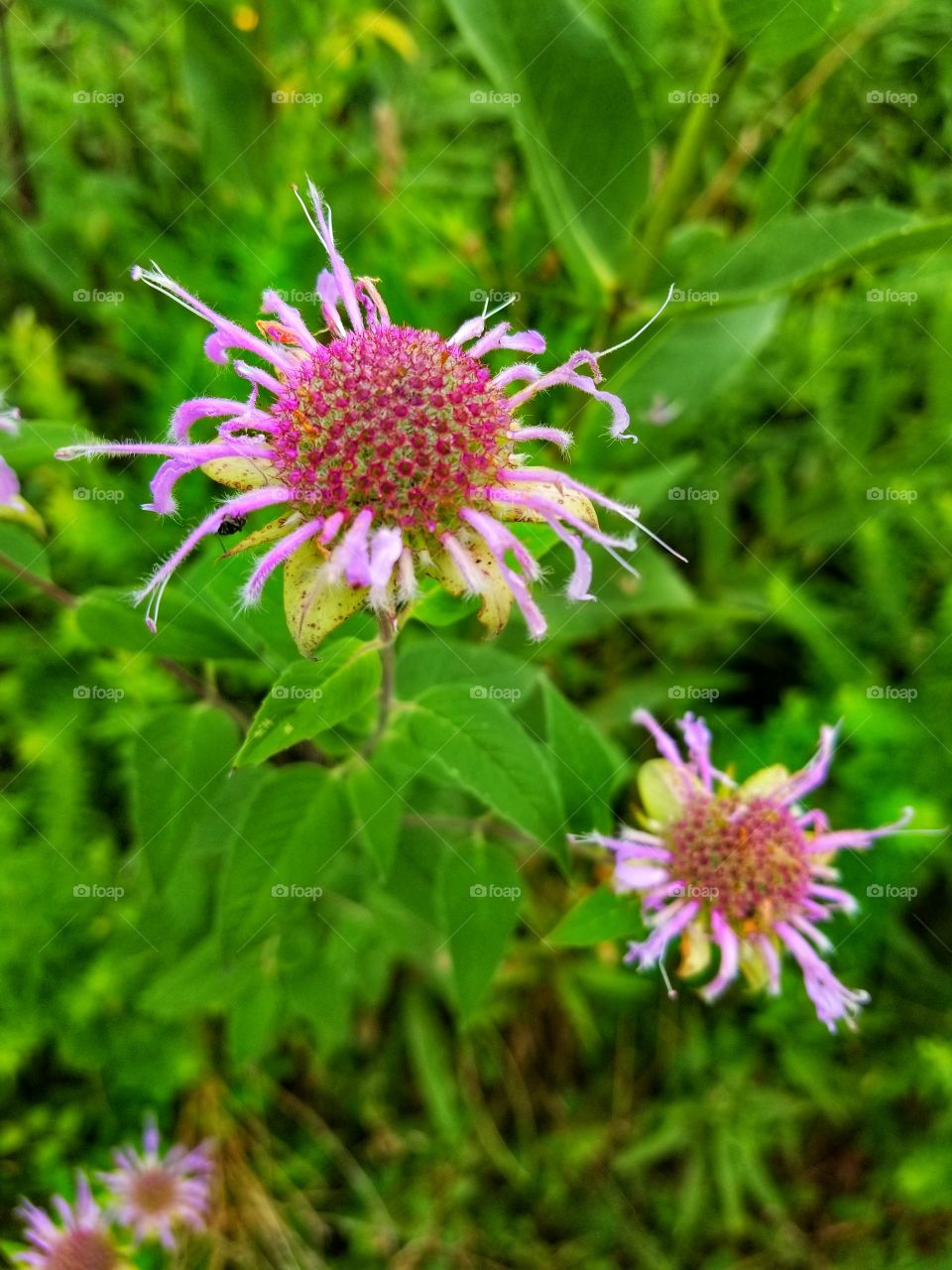 flowers in the woods