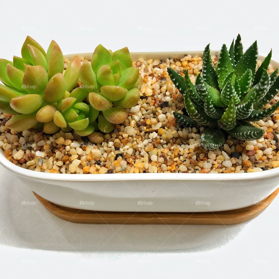 Succulent plants in growth