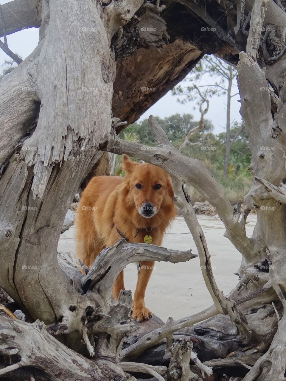 Dog in driftwood