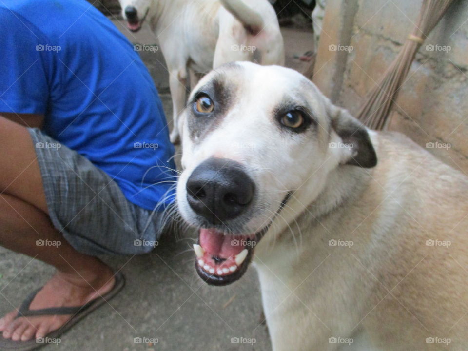 smiling dog