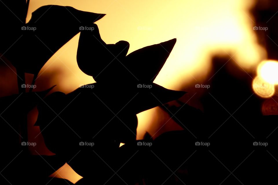 Leaf Silhouette - like an Angel - 