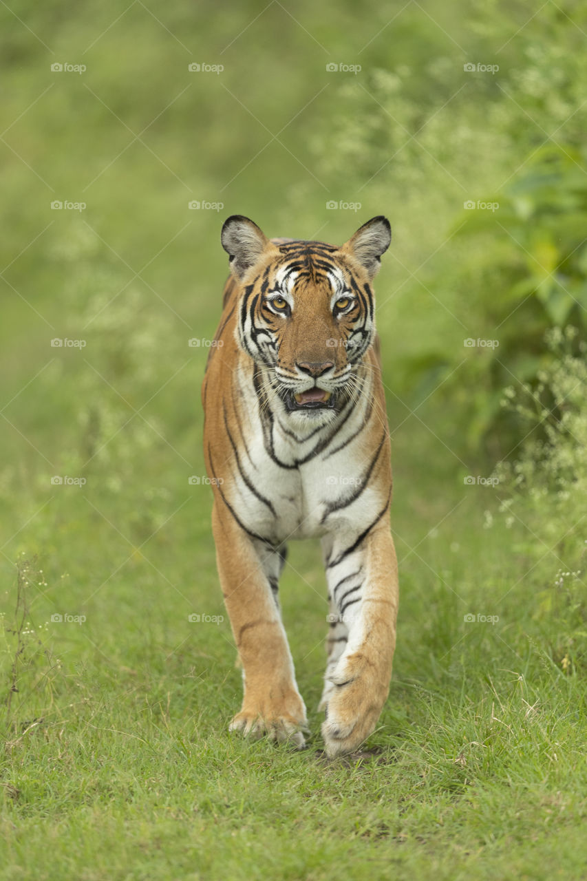 When I walk, the world watches me in AWE!