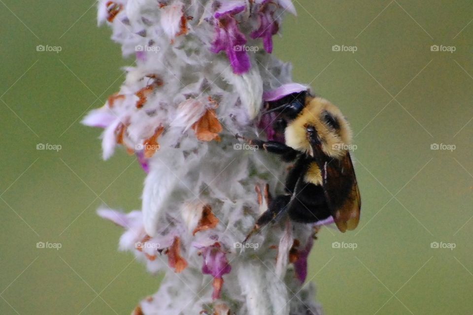 Bee loving flowers