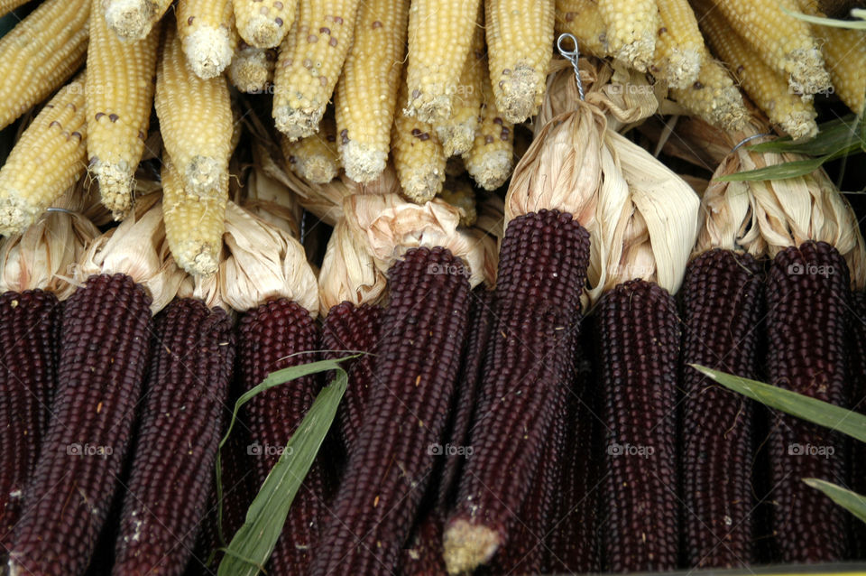 yellow and brown dried corn