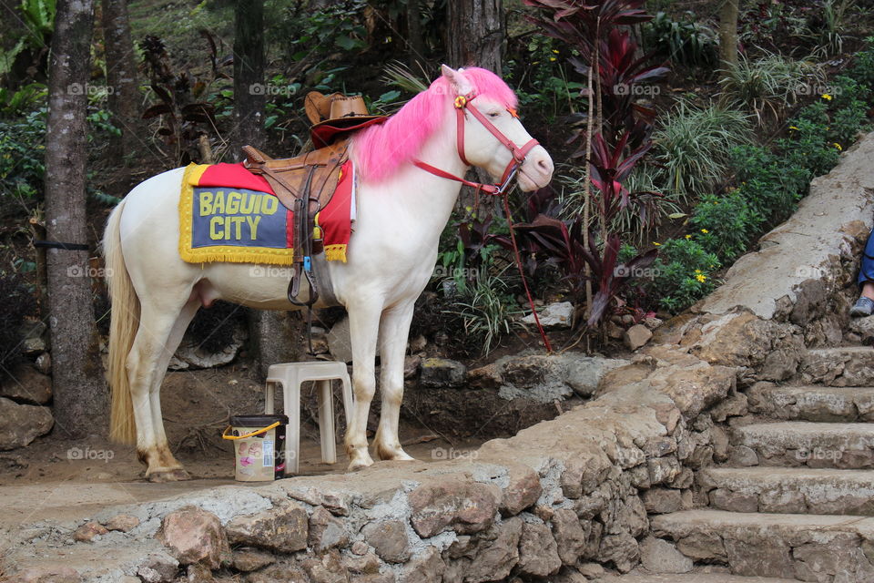 Pink maned horse at festival Baguio City Philippines 
