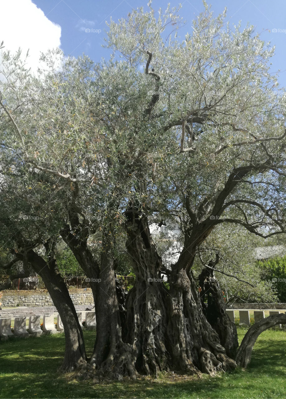 very old olive tree
