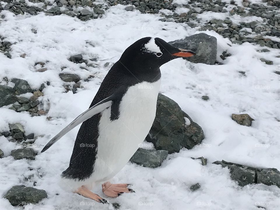 Gentoo penguin 