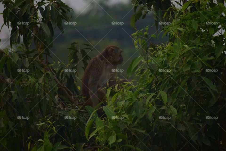 monkey sitting on top of a tree