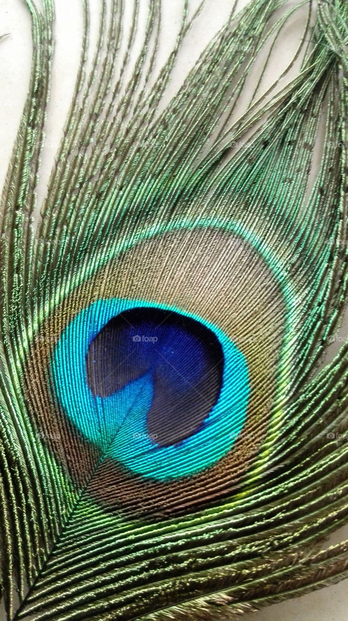 Peacock feather