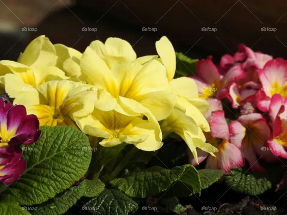 flowers