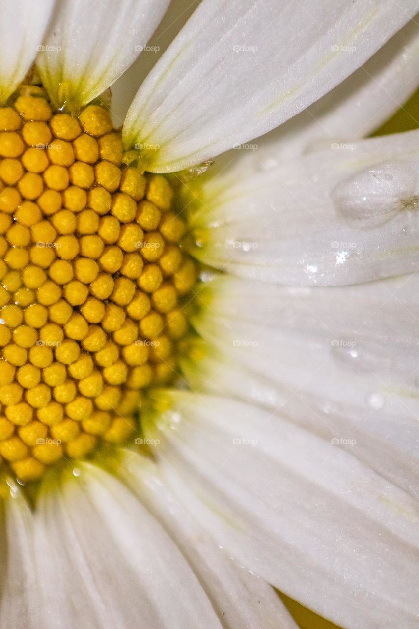 Daisy flower closed up. Water drops on leaves 