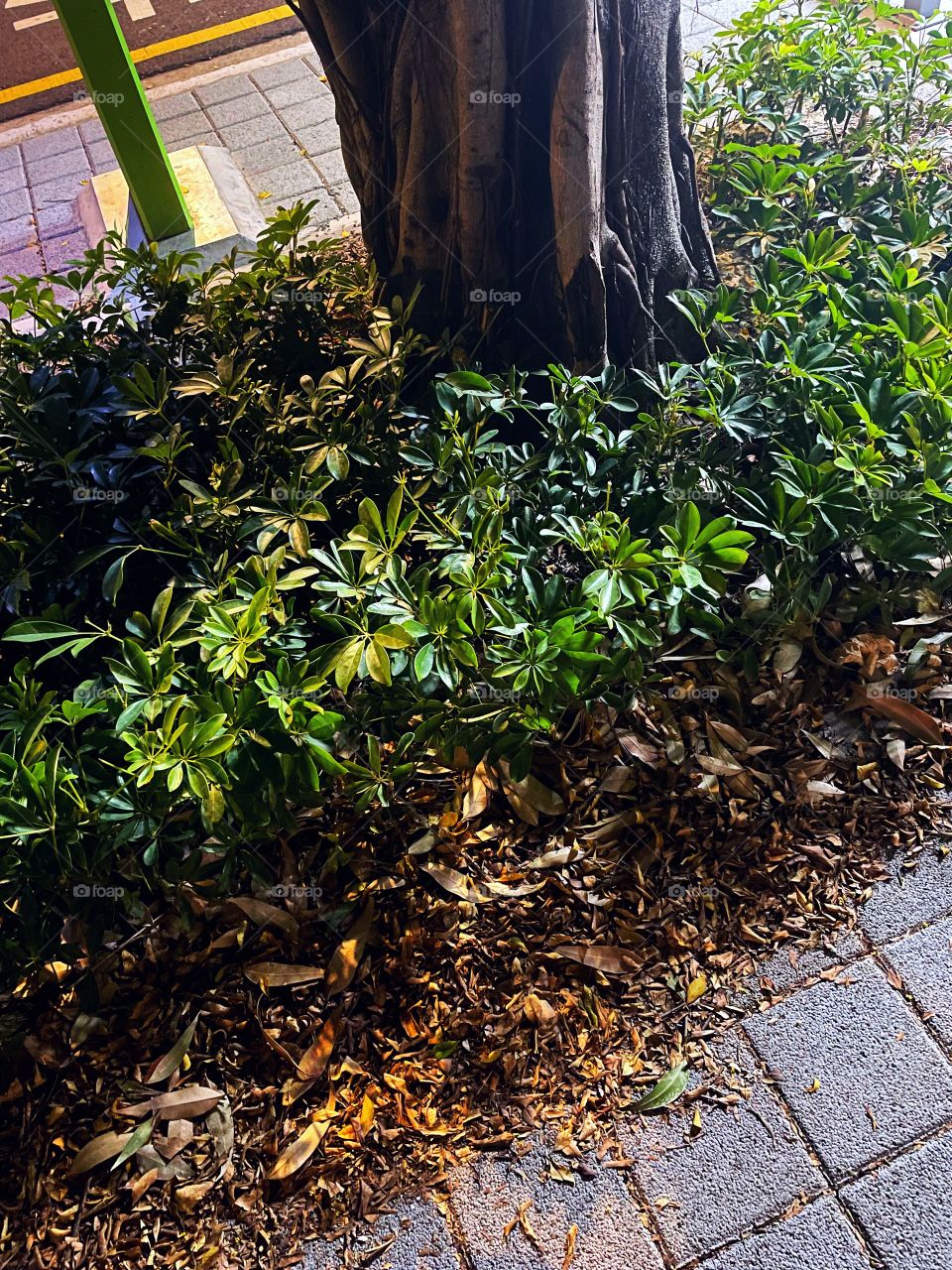 Along a sidewalk is a tall tree. There are green plants along the sidewalk, and below them are dead, autumn leaves. 