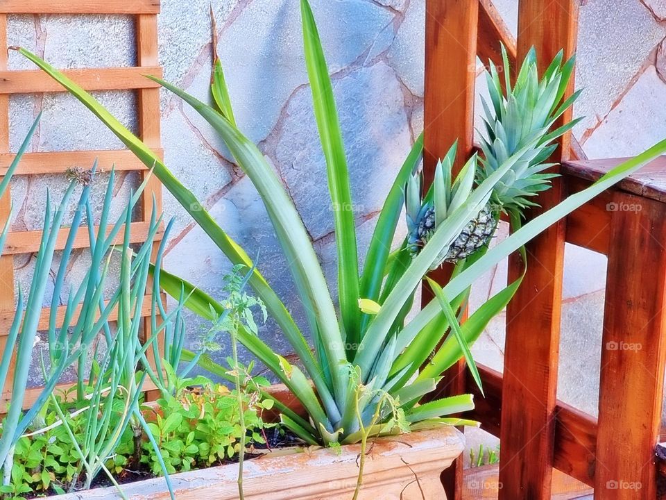 textile peony boho elegant branch season classic collection element colorful luxury paint beautiful tropical frame artistic wild holiday greenery exotic botany foliage romantic beauty petal rose decor flora natural ornament flower floral summer sprin