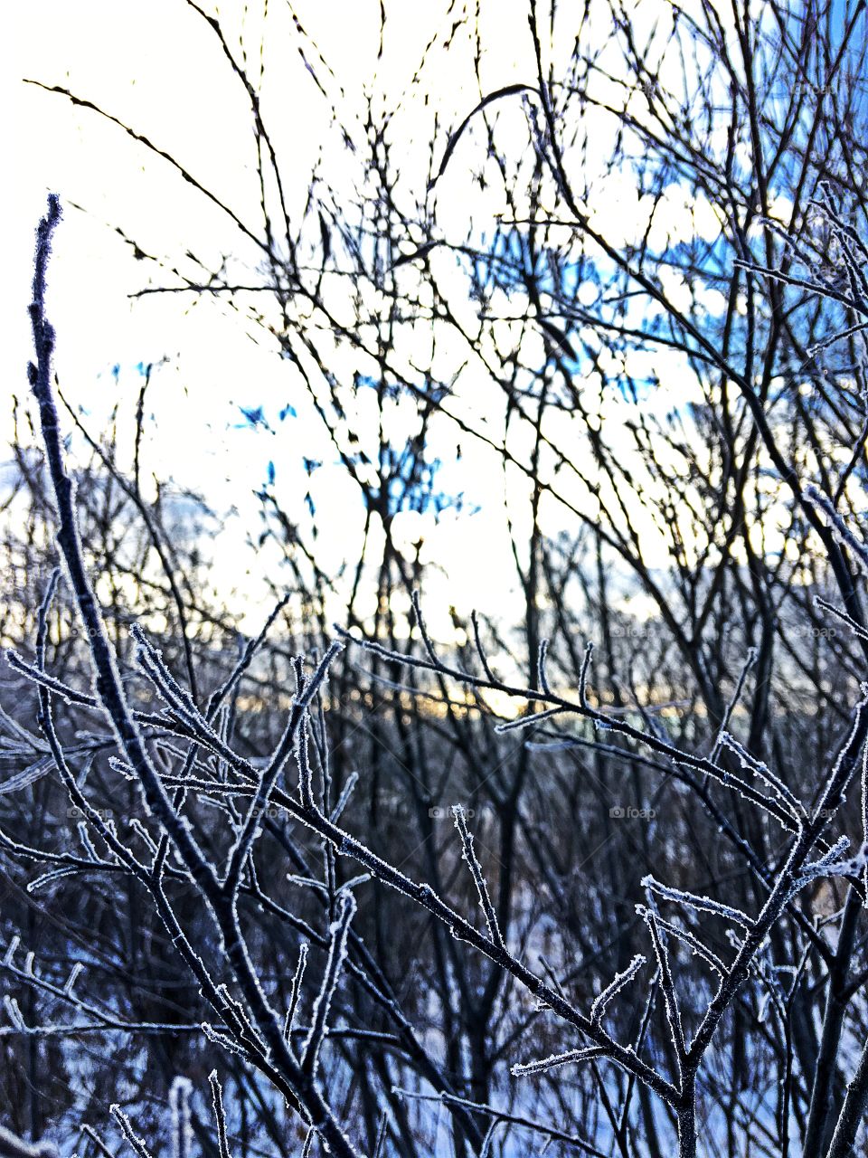 Frosty willows 