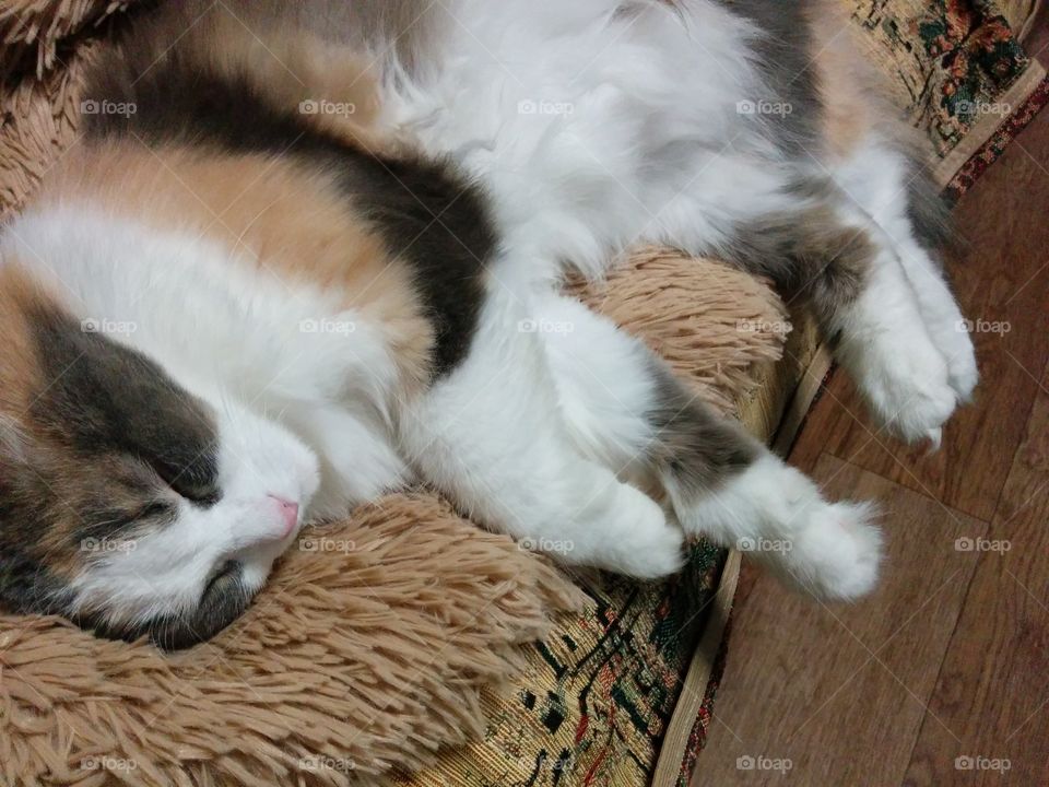 Fur, Cute, Mammal, Cat, Pet