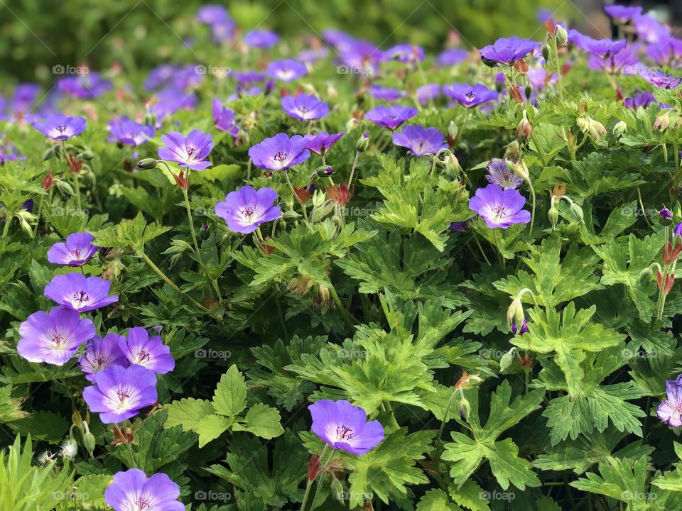 Purple flowers in the summer 