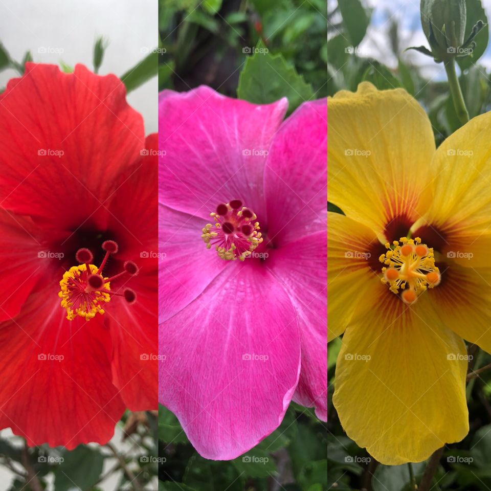 Hibiscus in three colors 