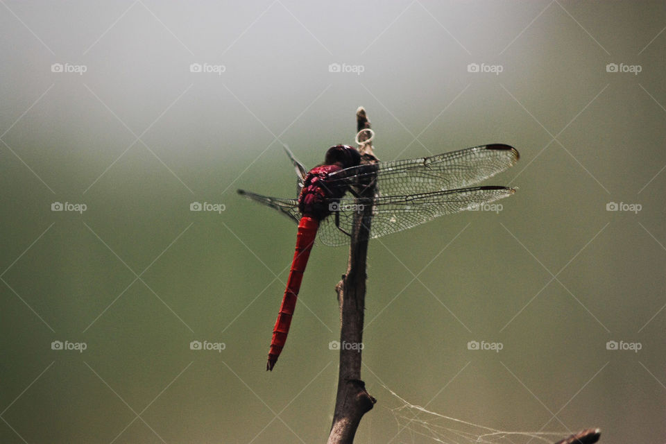 Dragonfly (caballito