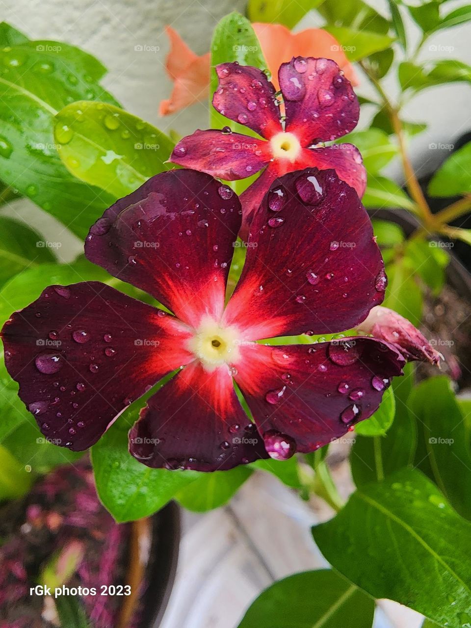 vinca burgundy red