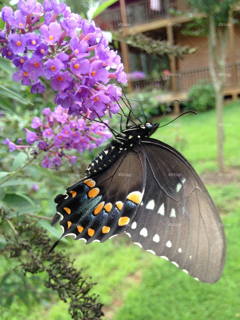 Butterfly on flower