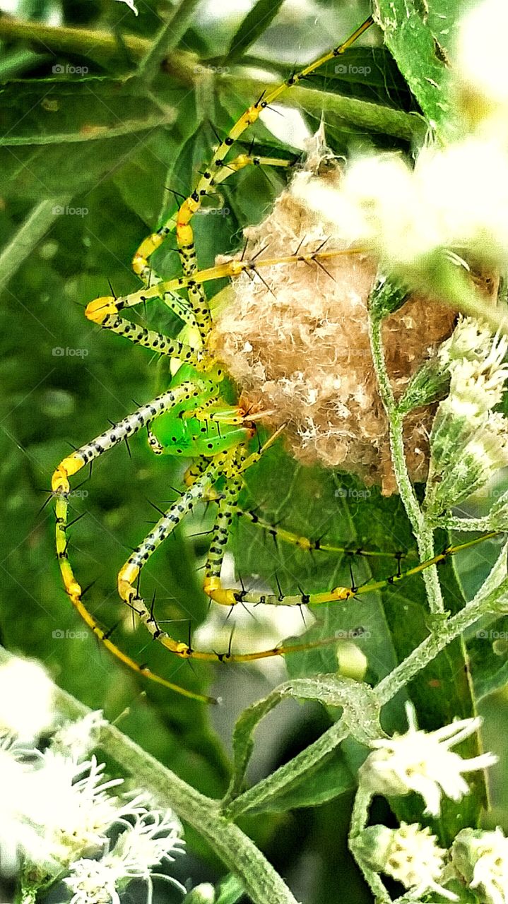 spider sitting on eggs