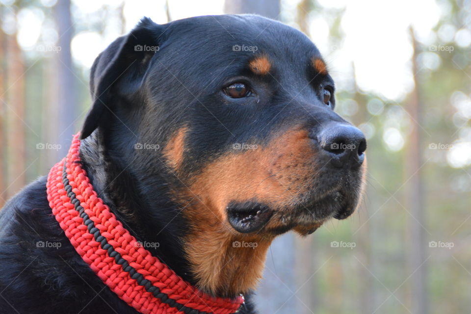 Close-up of Rottweiler dog