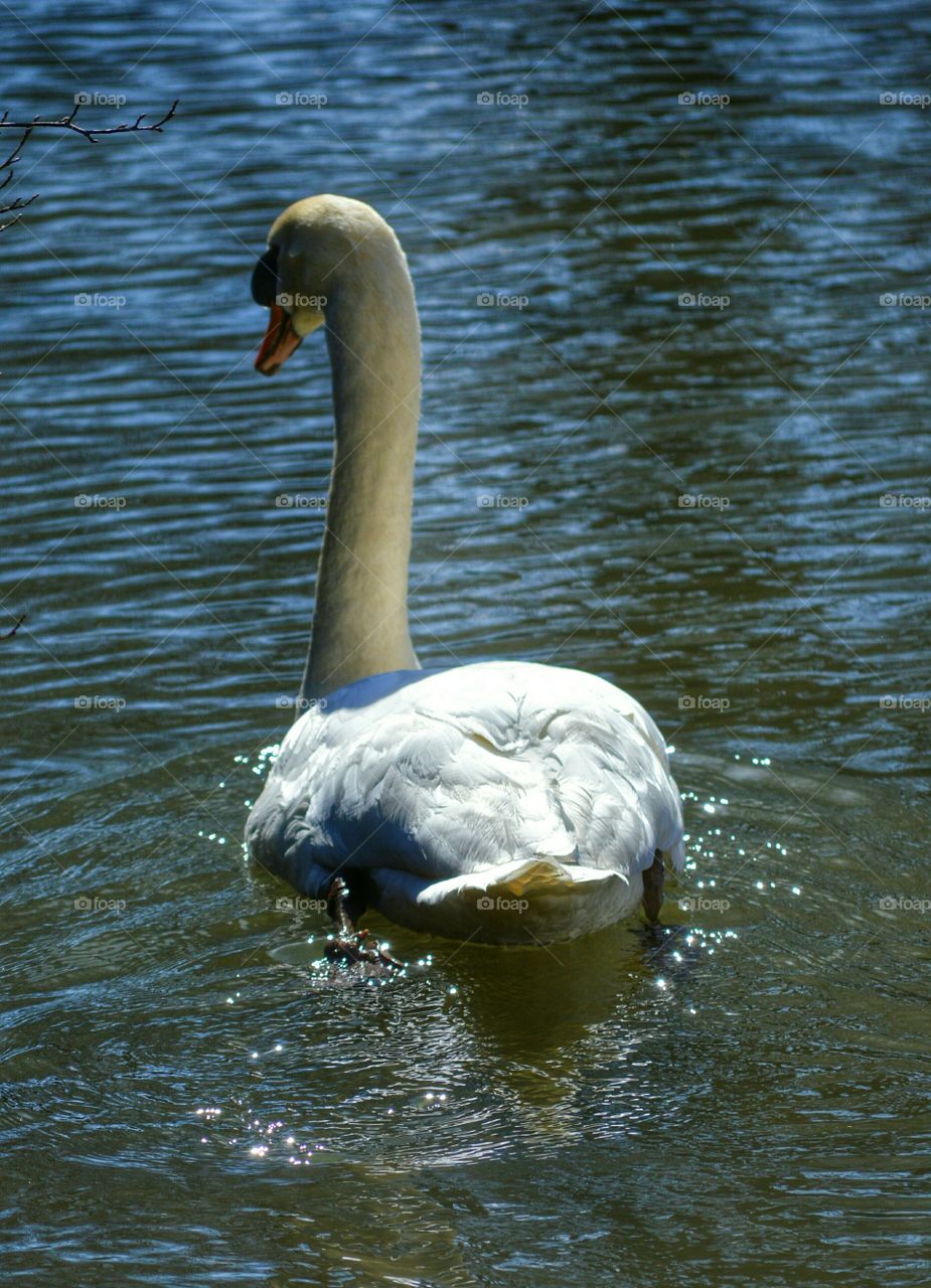 Swan