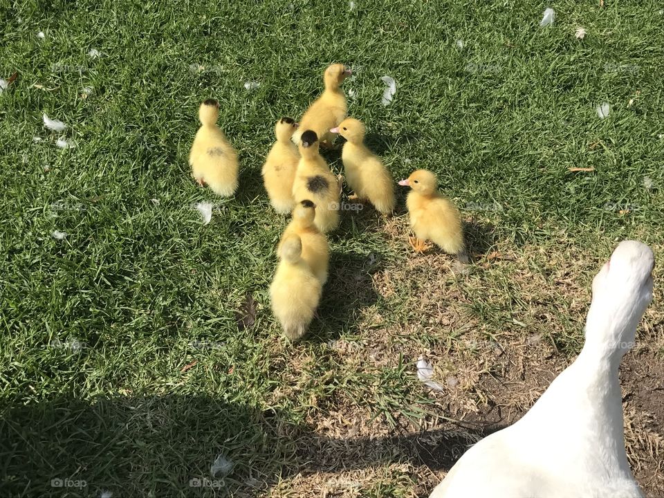 Little ducks 