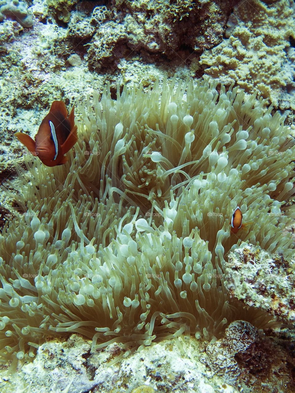 Tomato Clownfish hiding in Bubbletip Anemone