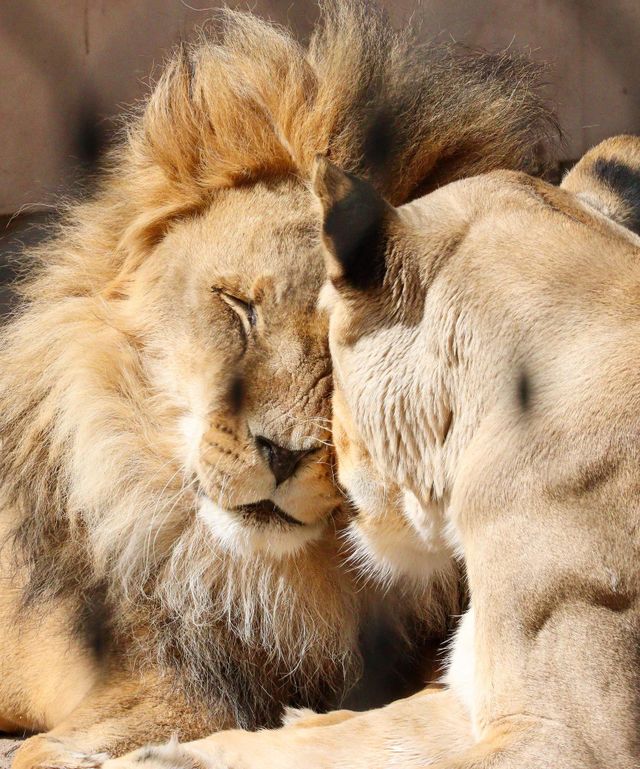 cuddle time