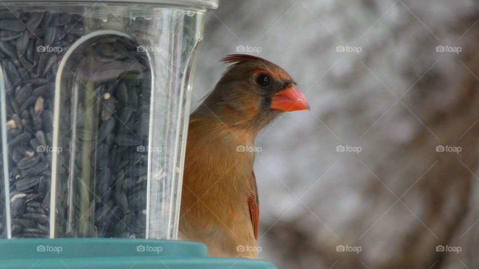 Beautiful female cardinal snacking on sunflower seeds