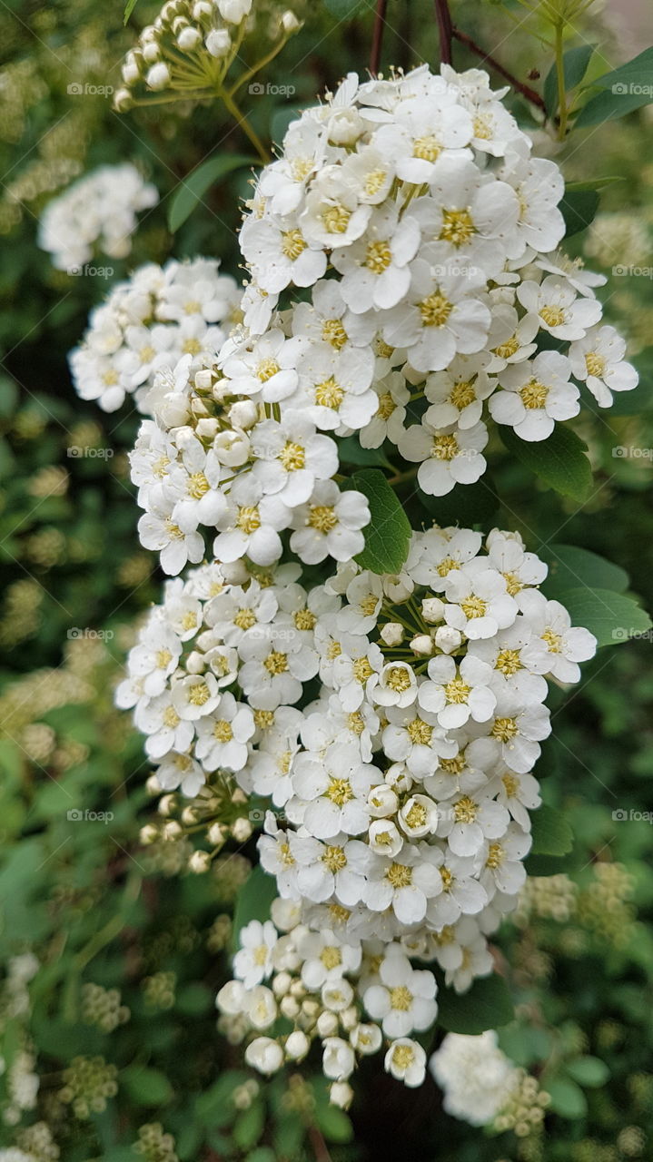small white flowers and buds