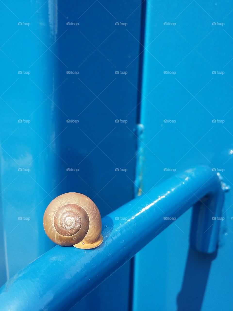 Snail with Blue Background