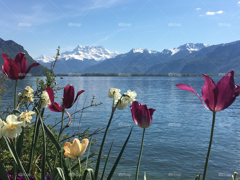 Flowers, lake and mountain 