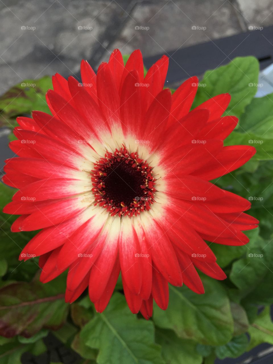 Pretty flowers. In the garden 