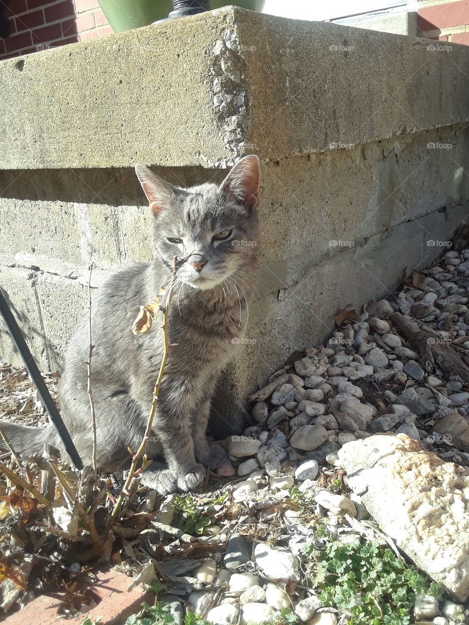Senior Gray Tabby Cat