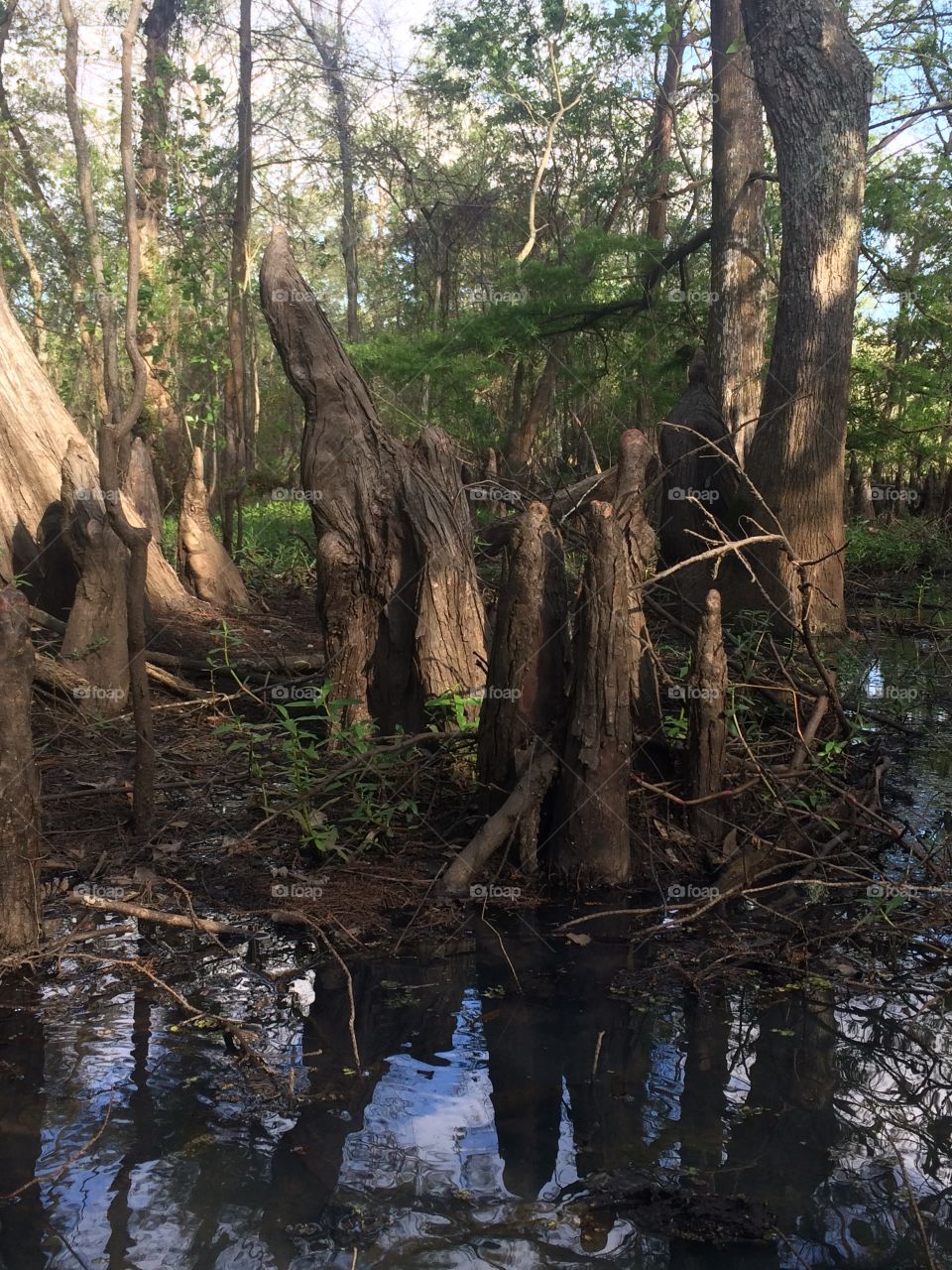 Cypress knees in swamp