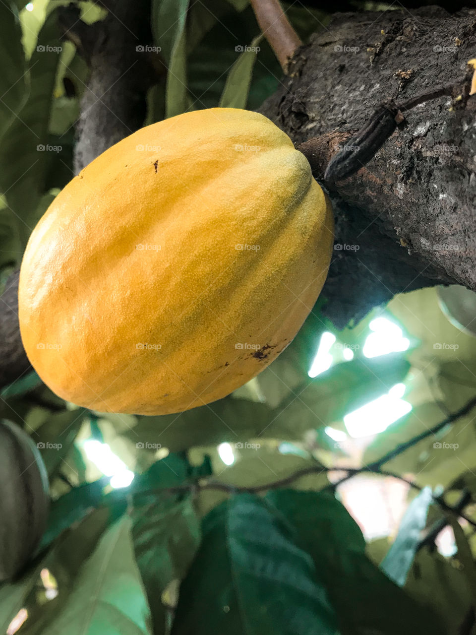 Cocoa is a naturalized and non-endemic plant in Brazil.  From it we obtain the cocoa fruit used as a raw material in the production of chocolate.