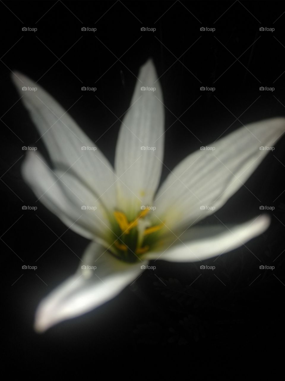 flower click