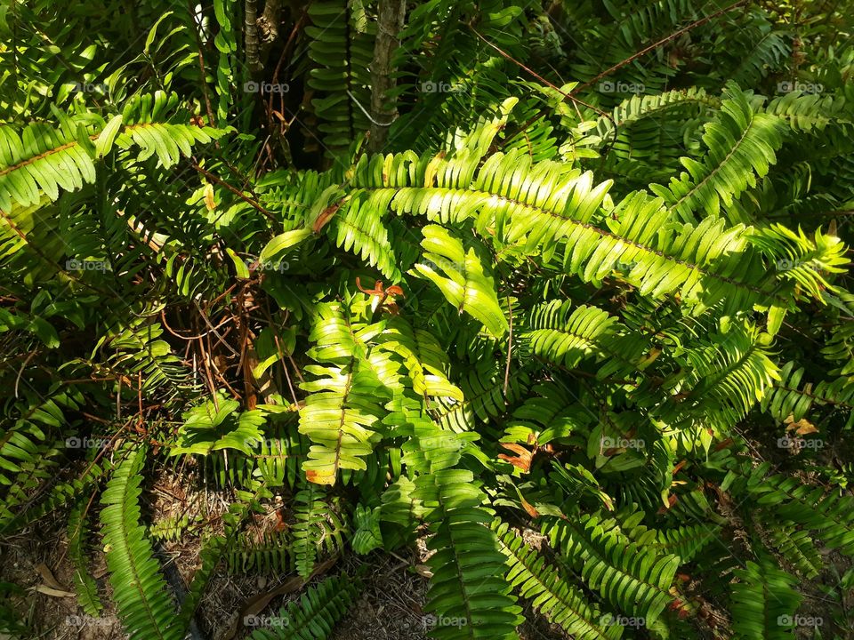 fern sunlight laef green