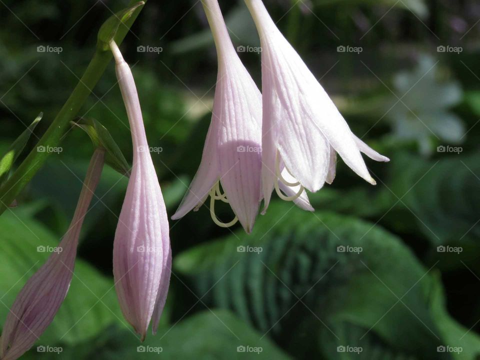 Pink and Delicate Flower