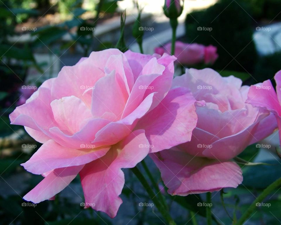Blushing blooms. Pink roses