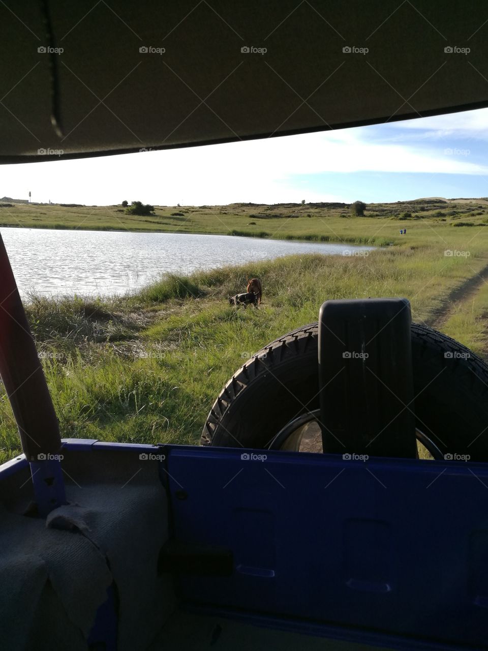 Jeep Wrangler in veld with dogs