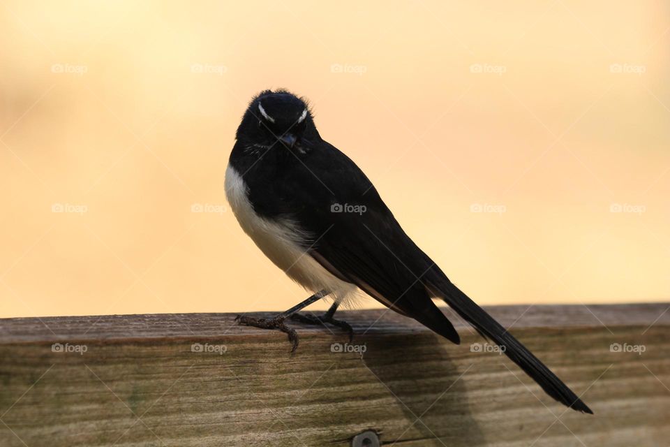 A Willie wag tail, perching on a wooden fence, it’s dark feathers contrasting against the sunset hours of the sky.