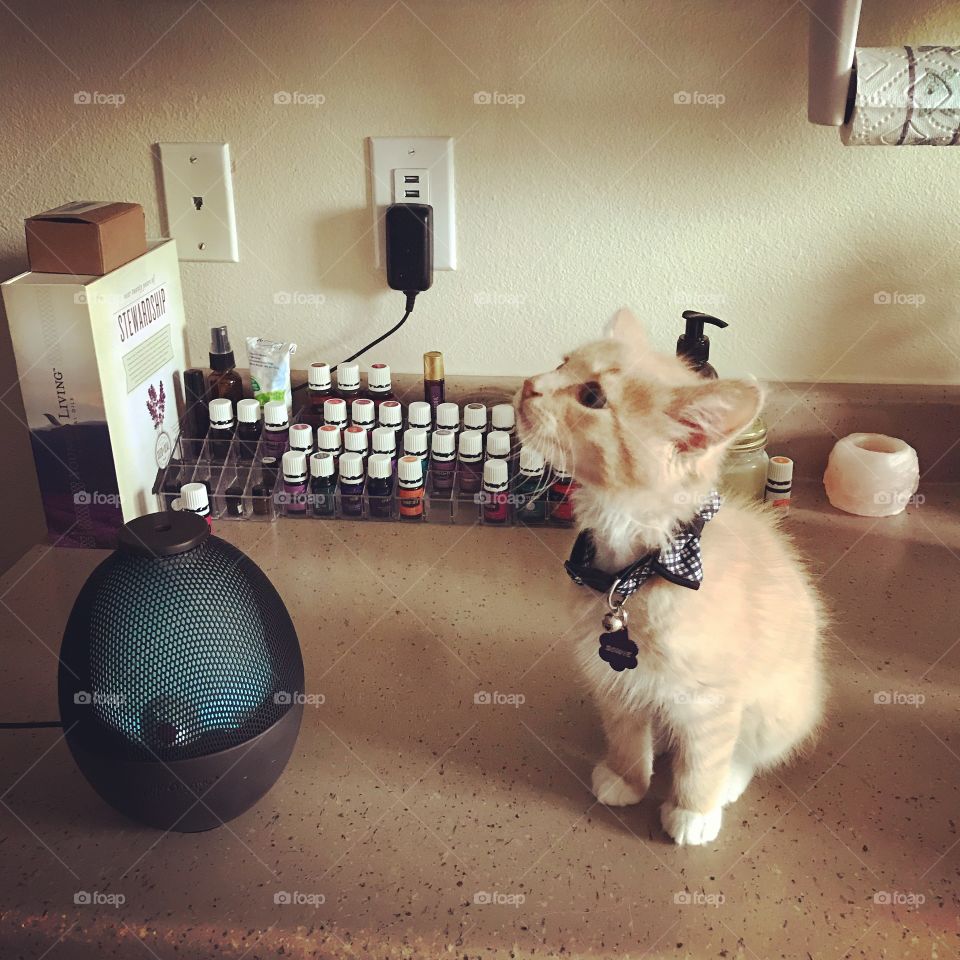 Handsome ginger kitten, dressed in a stylish bow tie, gets curious about the diffuser in the kitchen. 