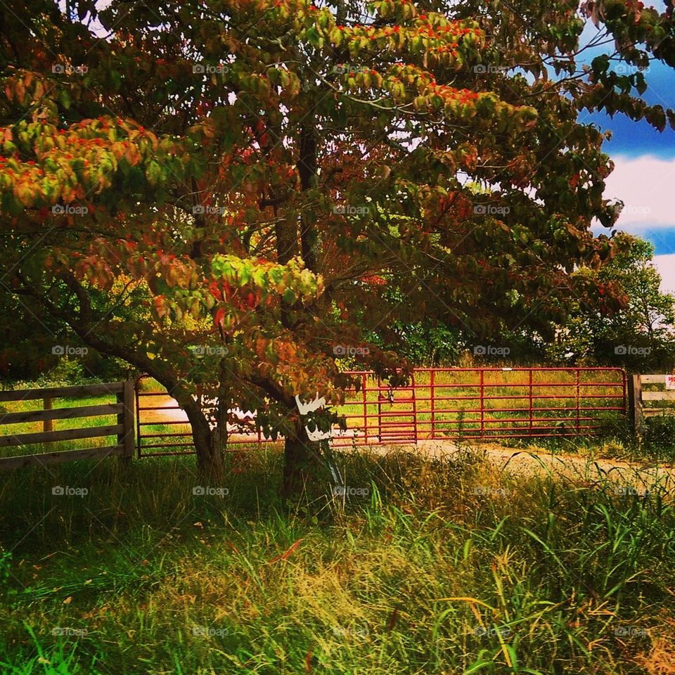 Autumn Tree 