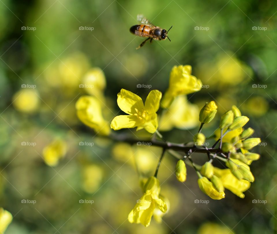 Nature, Insect, No Person, Flower, Flora