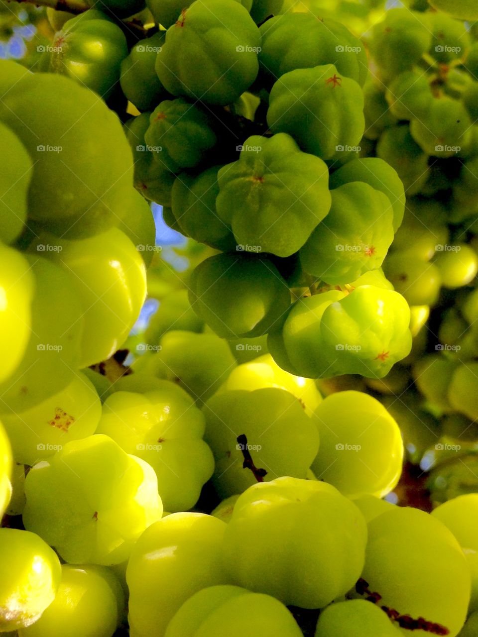 green cumin fruit, asia local fruit is suitable to be kept directly or made orange and candy
