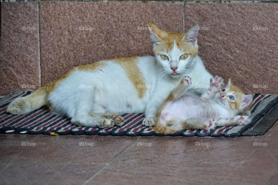 mom cat and kid